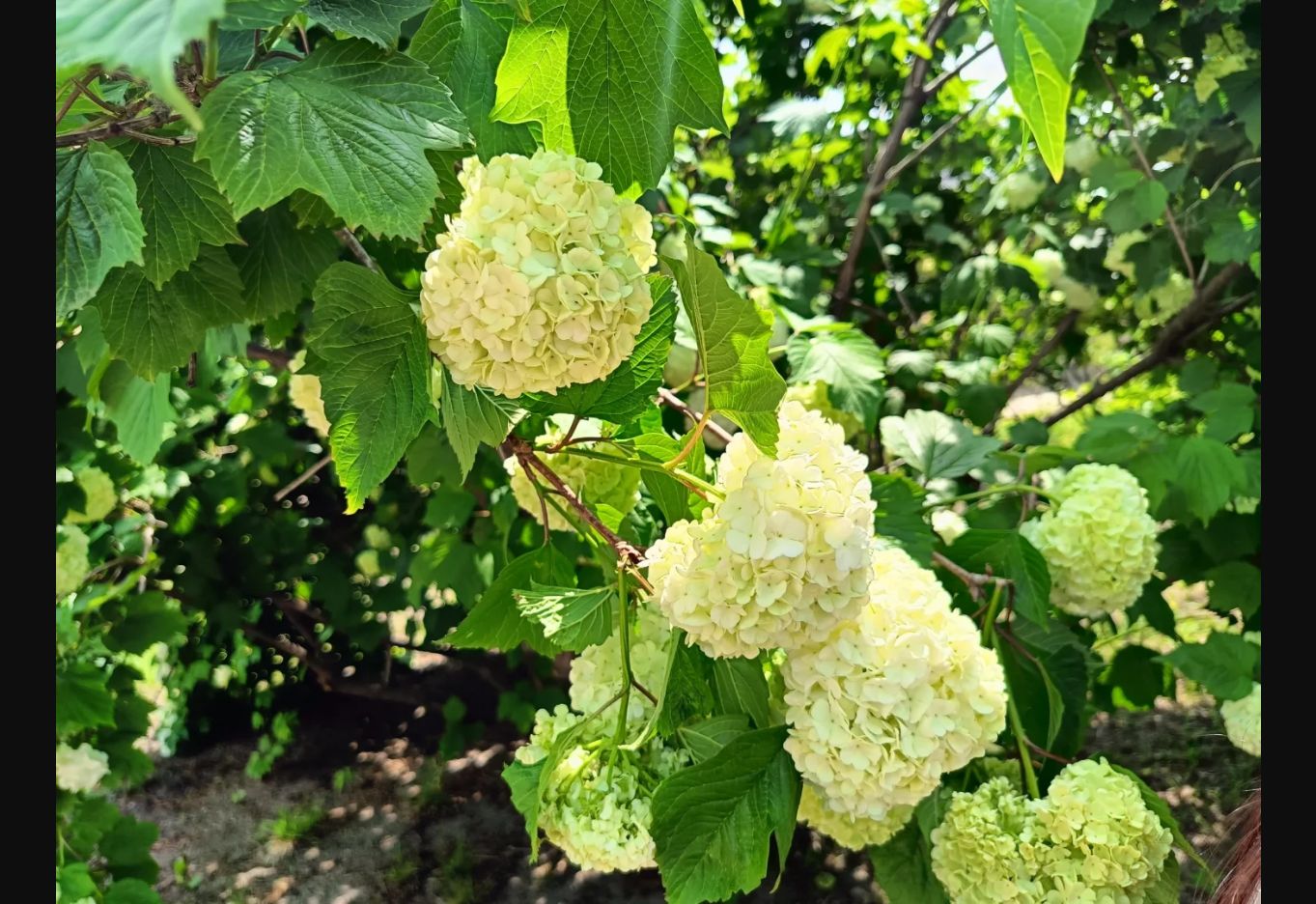 景福宫里的白色绣球花