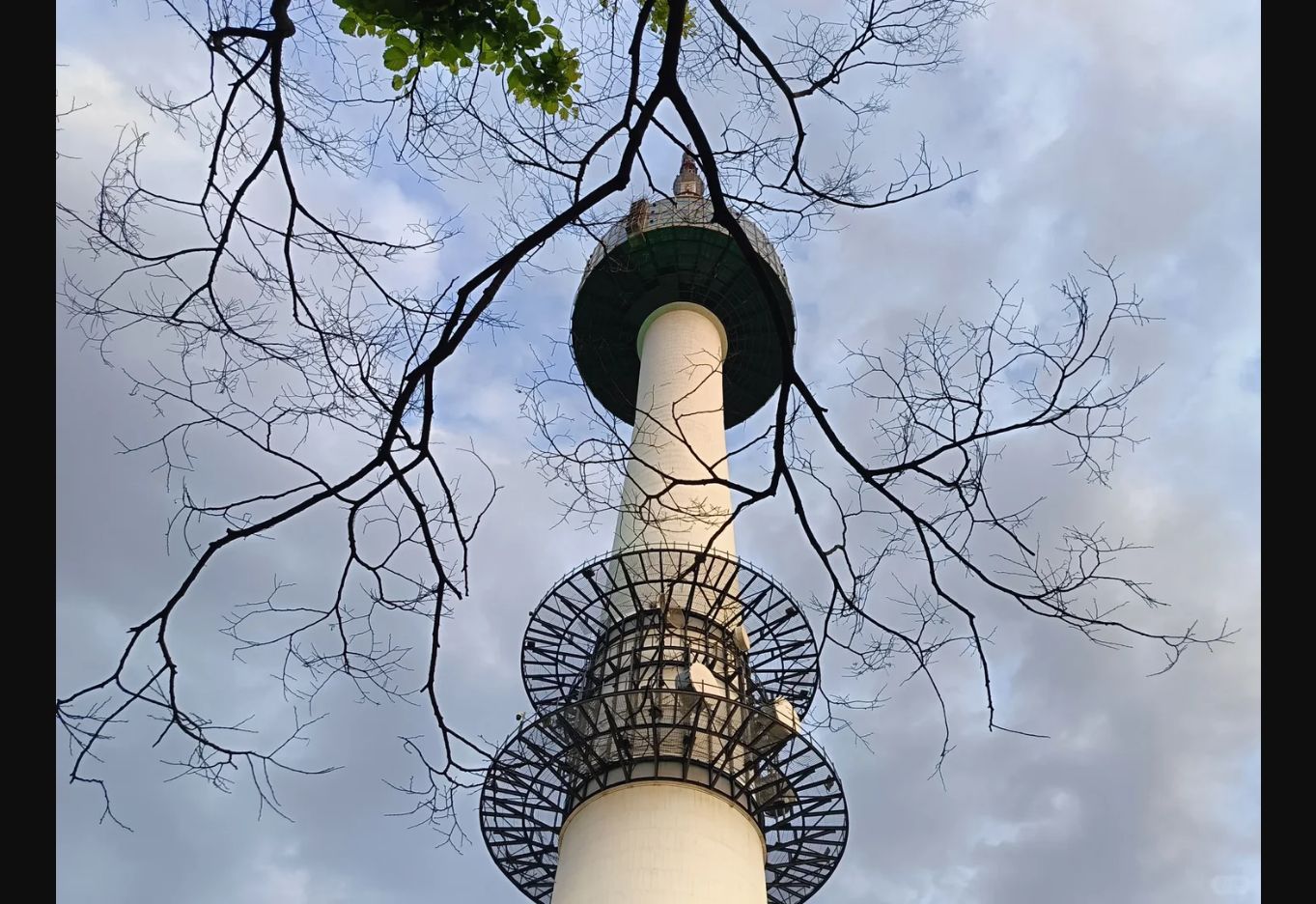 树枝之间仰望首尔塔