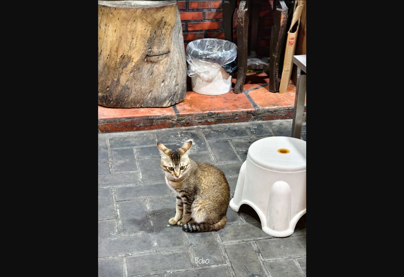 老街巷口的一只猫
